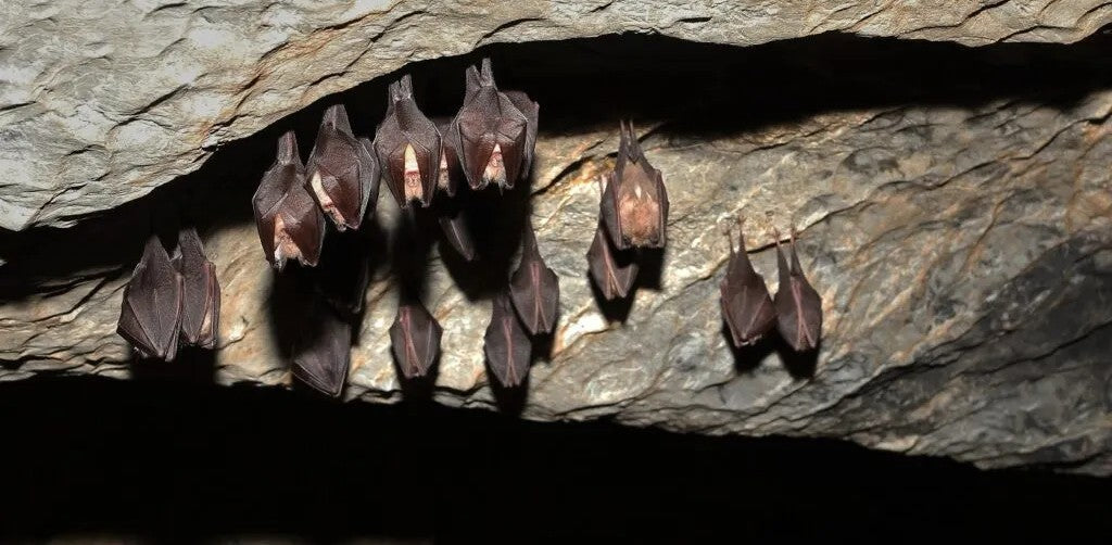 Les différentes variétés de chauves-souris en France