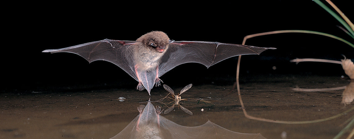 Les pipistrelles en France : où vivent ces petites chauves-souris indispensables ?